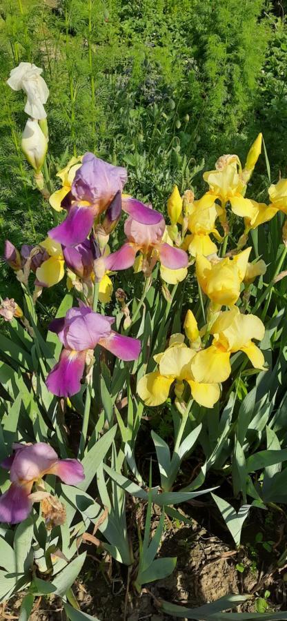 Il Giardino Del Gallo 凯拉斯科 外观 照片