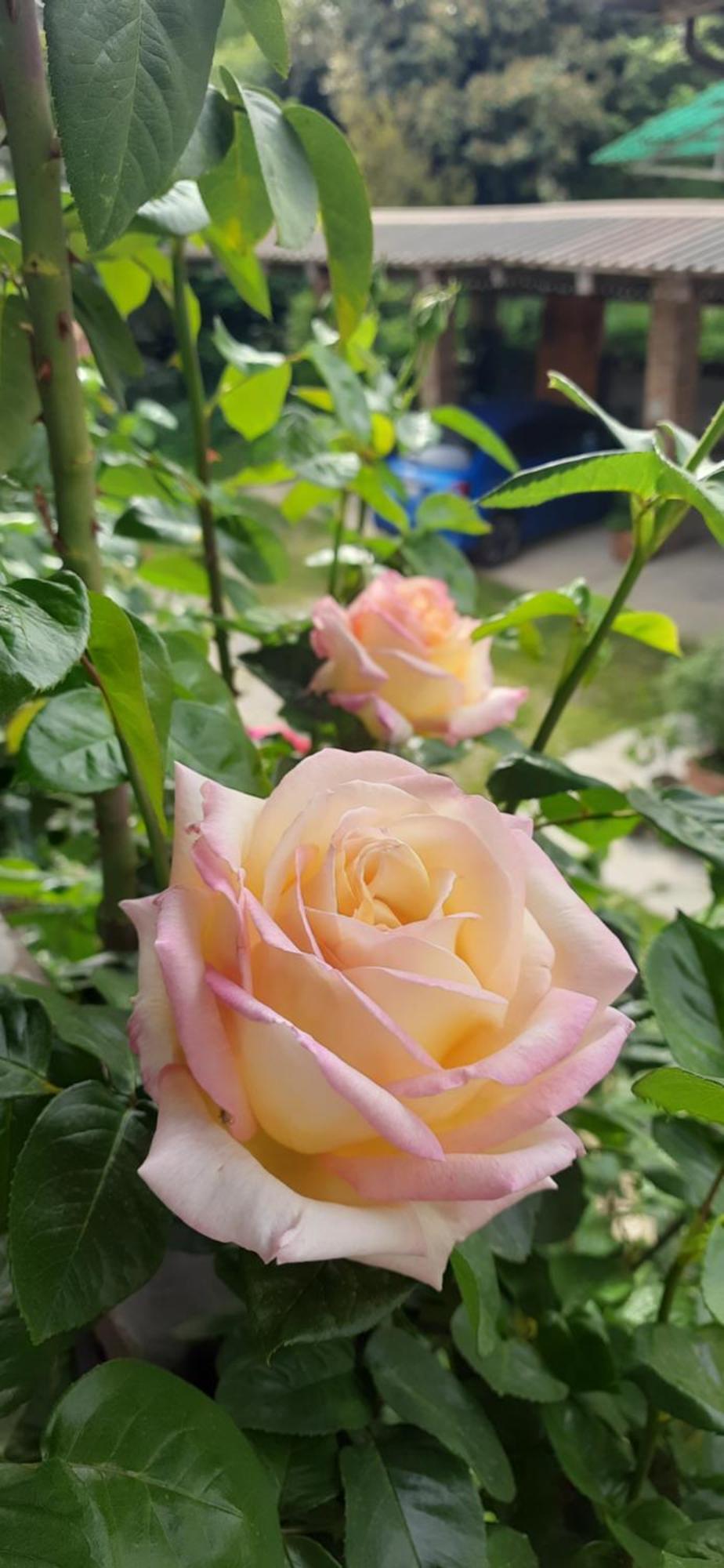 Il Giardino Del Gallo 凯拉斯科 外观 照片