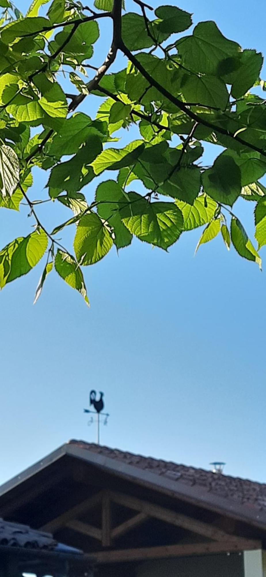 Il Giardino Del Gallo 凯拉斯科 外观 照片