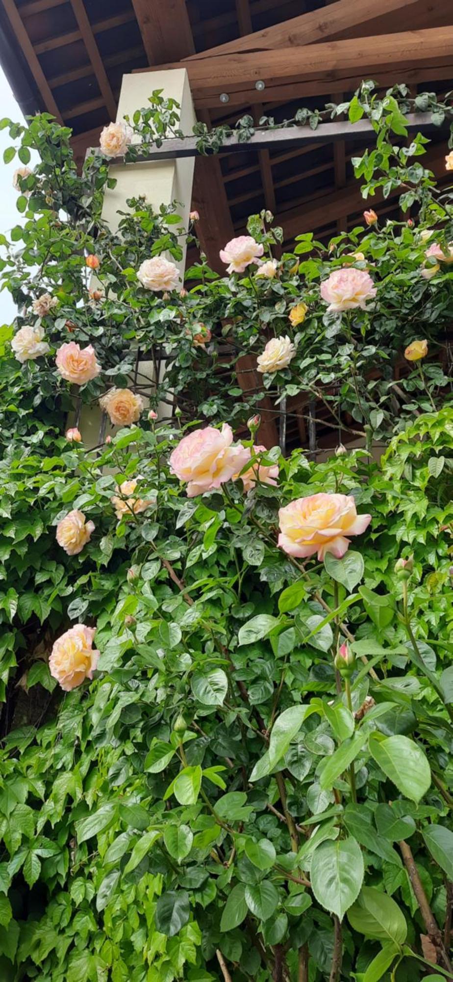Il Giardino Del Gallo 凯拉斯科 外观 照片